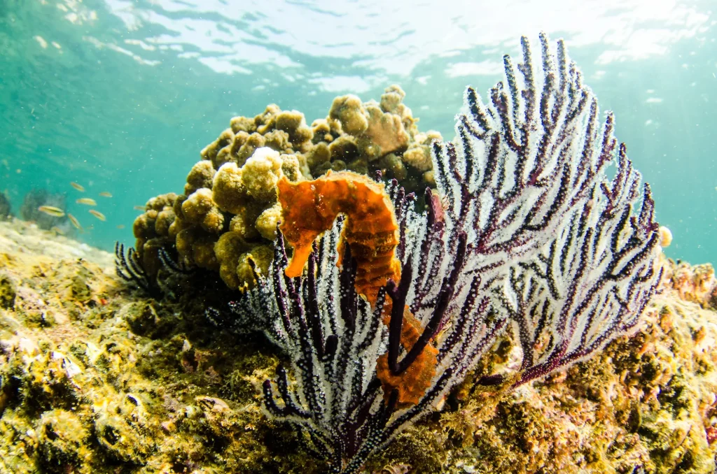 Actividades en La Paz BCS